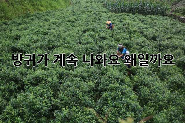 방귀가 계속 나와요… 왜일까요?
